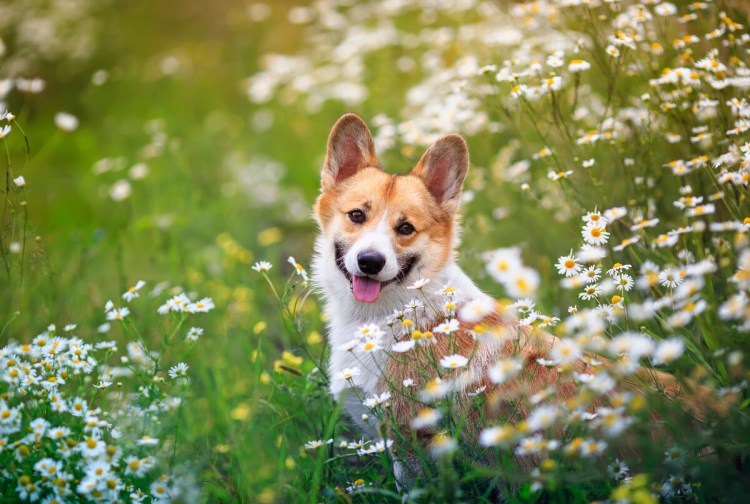 Вельш корги улыбается