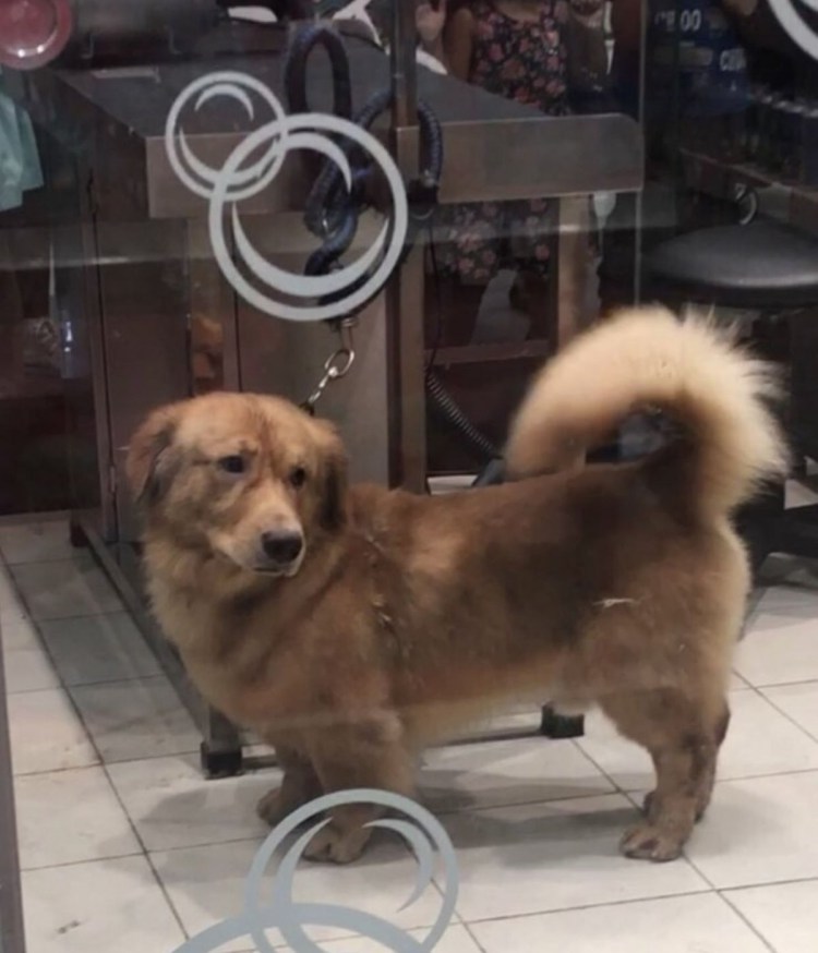 Корги на лугу