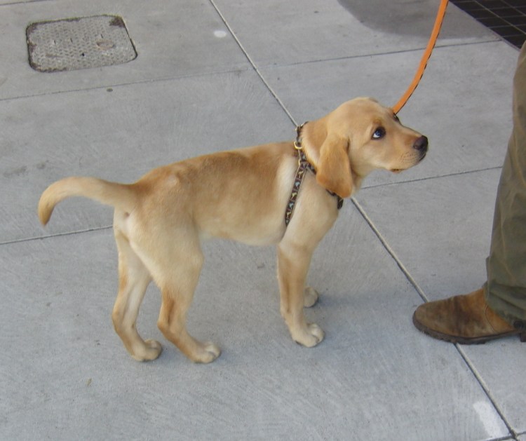 Хаски+ корги