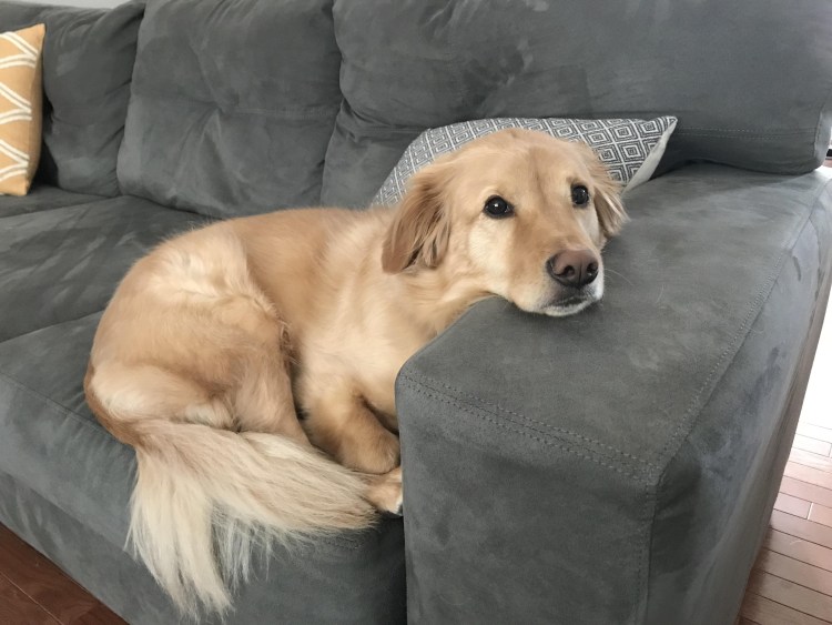 Метис корги и золотистого ретривера