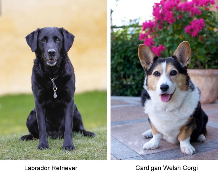 Метис корги и таксы