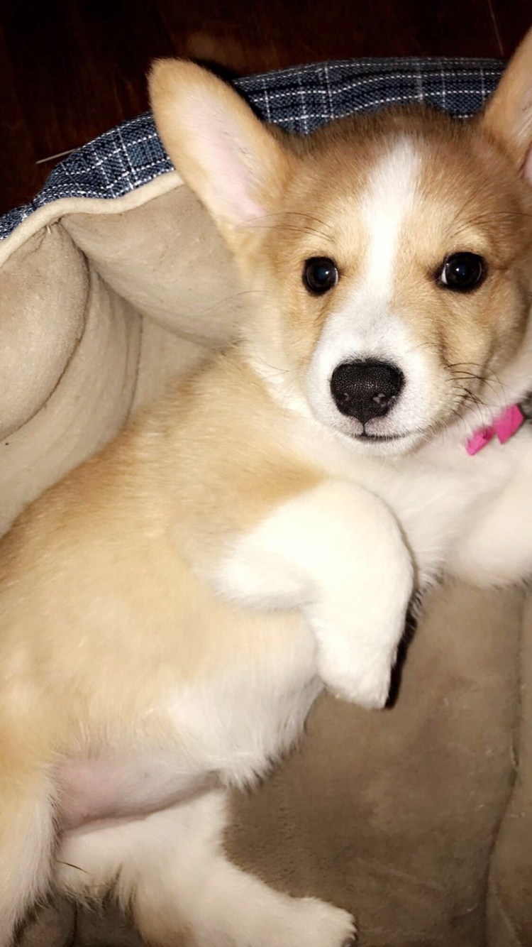 Корги милашки пушистые