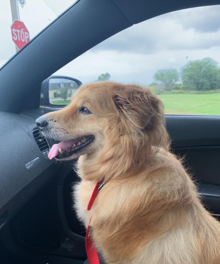 Золотистый ретривер бежевый