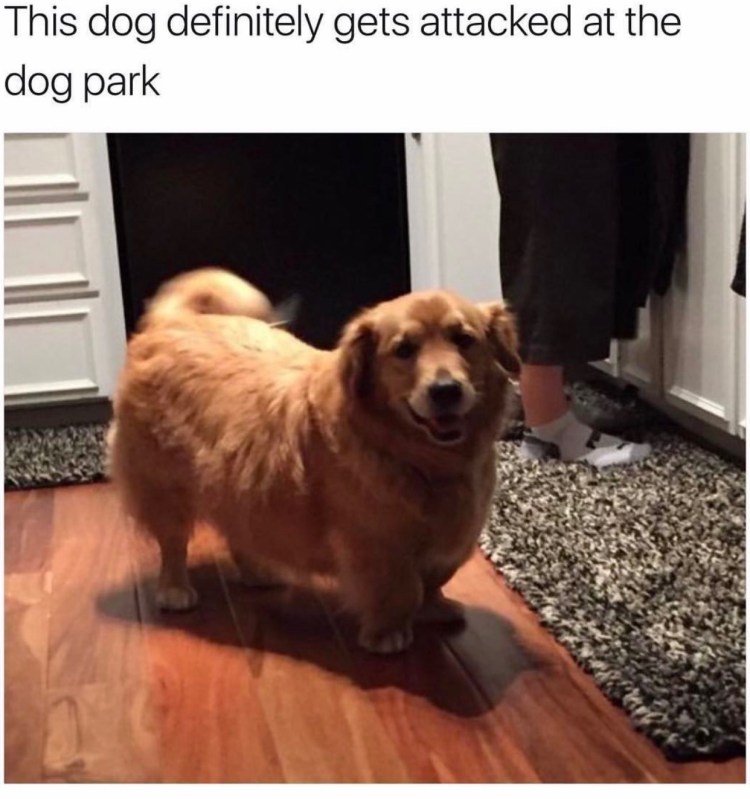 Метис корги и ретривера