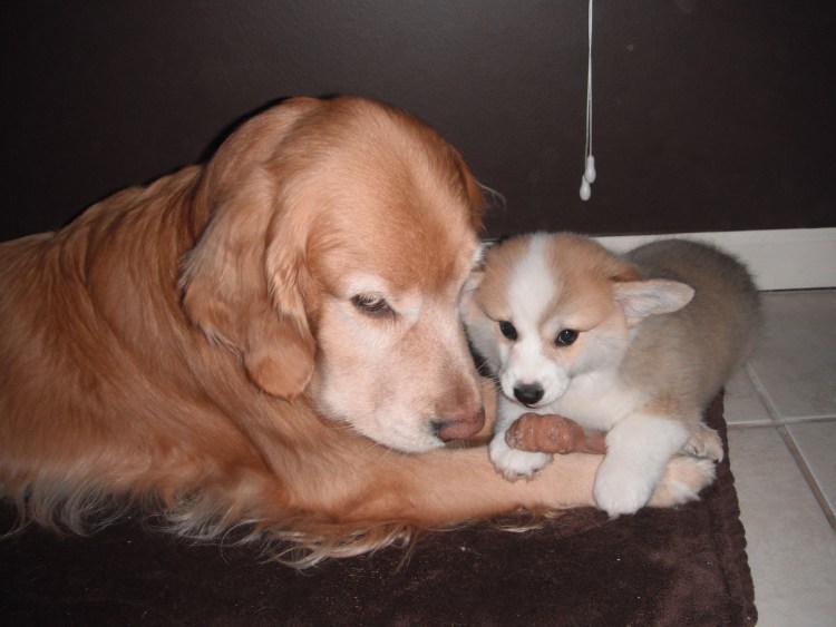 Метис корги и Голден ретривер