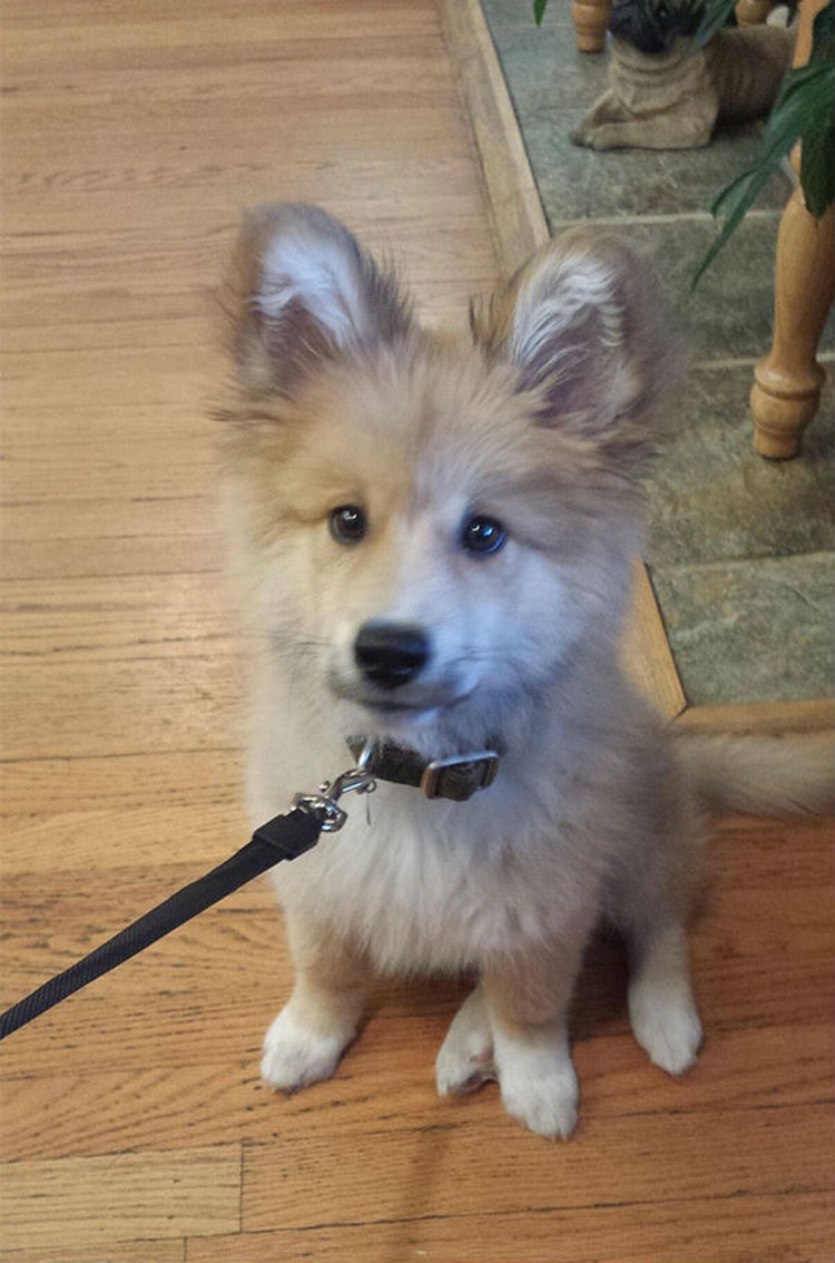 Собака вельш корги пемброк