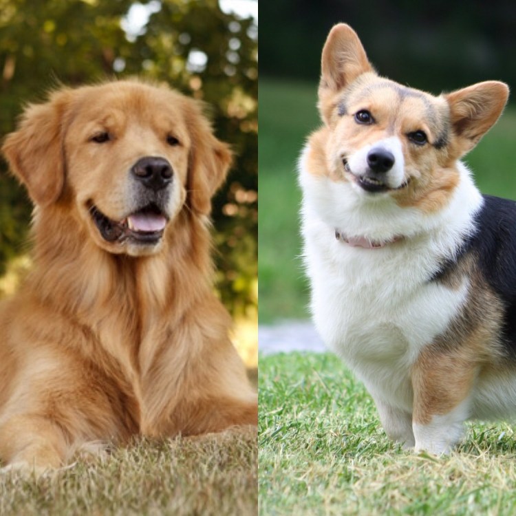 Корги и золотистый ретривер