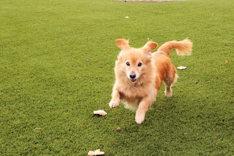 Золотистый ретривер мини