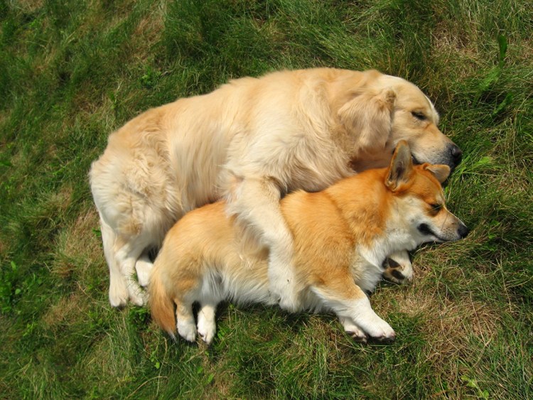 Корги и ретривер