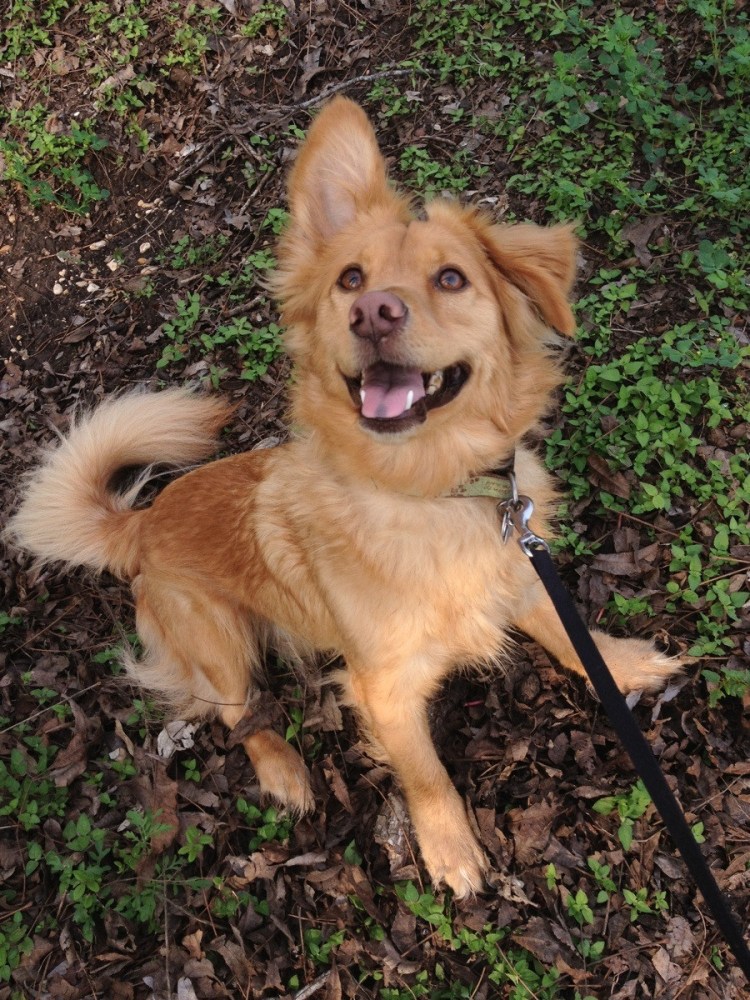 Вельш корги Голден ретривер метис