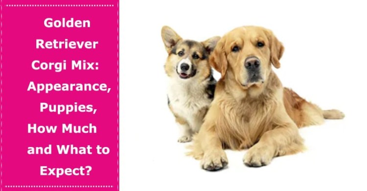 Корги пудель