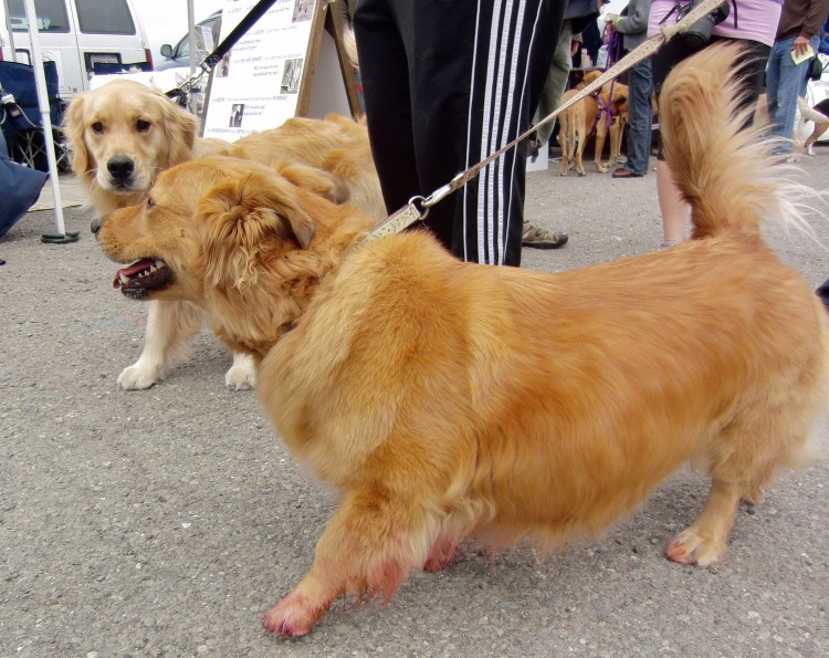 Метис корги и лабрадора