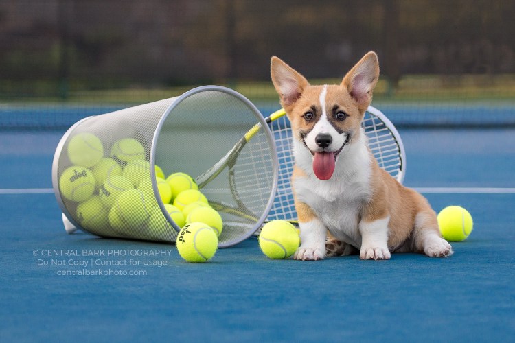 Метис вельш корги и шпица