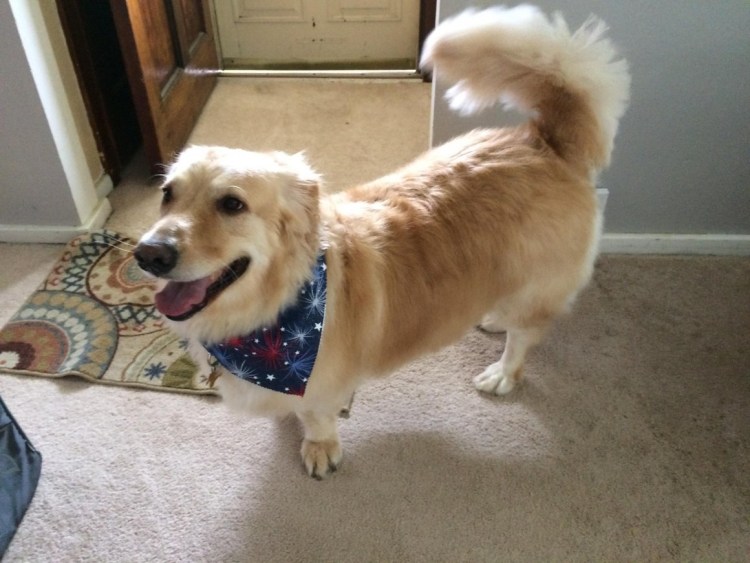 Намордник для вельш корги пемброк