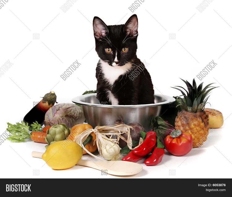 Корм для кошек