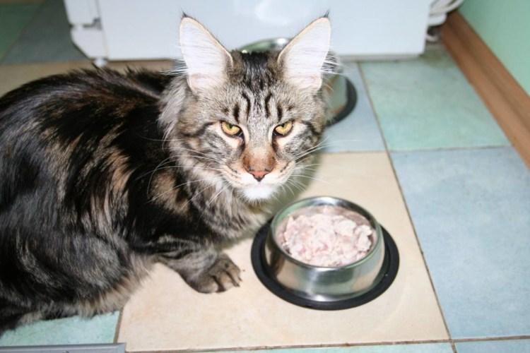 Gourmet корм для кошек натуральные рецепты