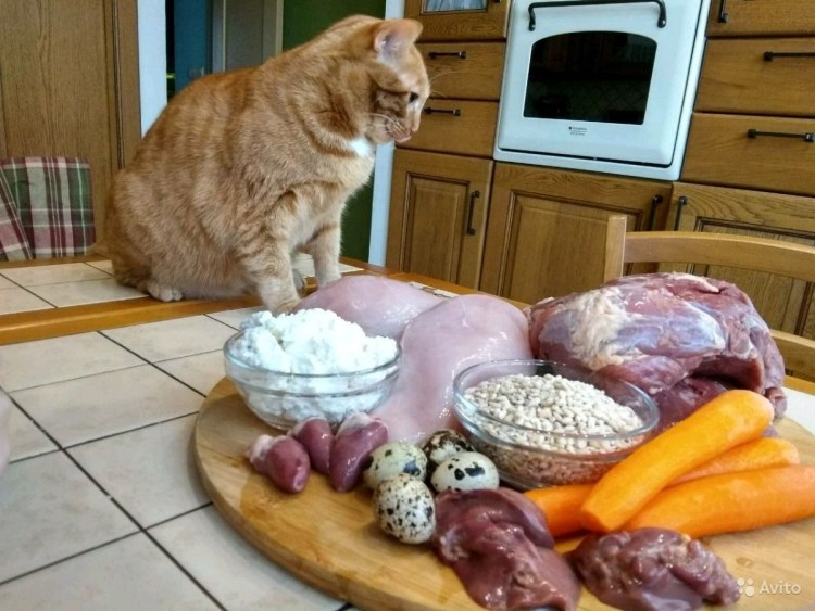 Миска с едой