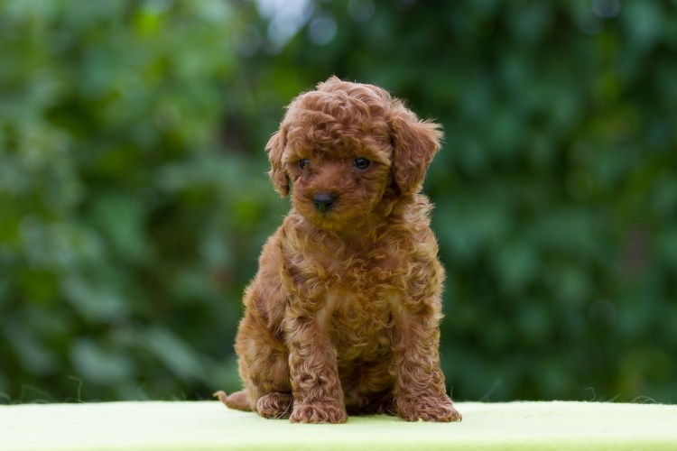 Карликовый пудель