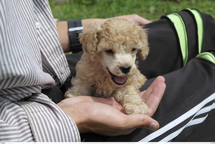 Той пудель супер мини