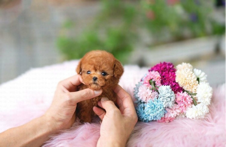 Той пудель мальтипу