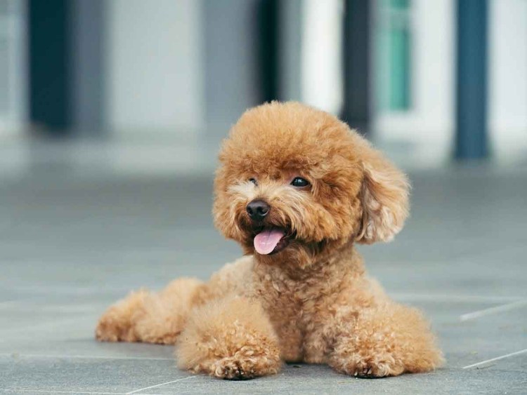 Померанский пудель миниатюрный