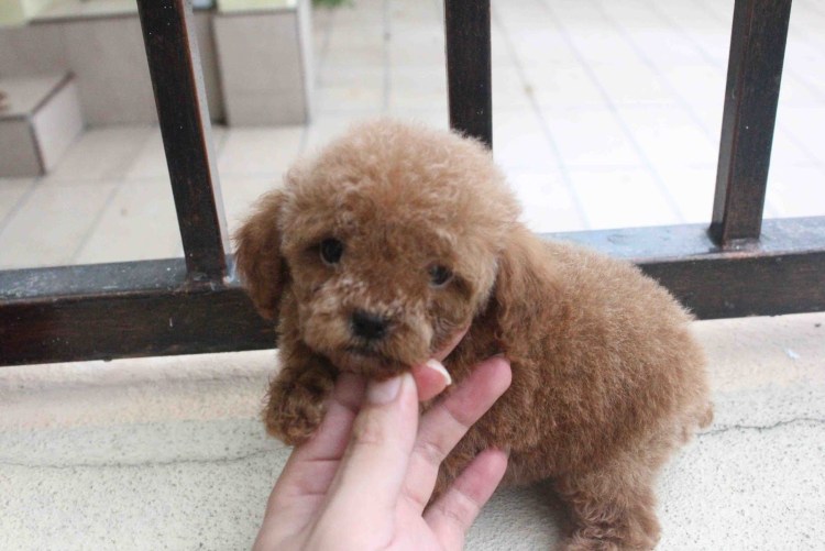 Карликовый пудель нестриженный