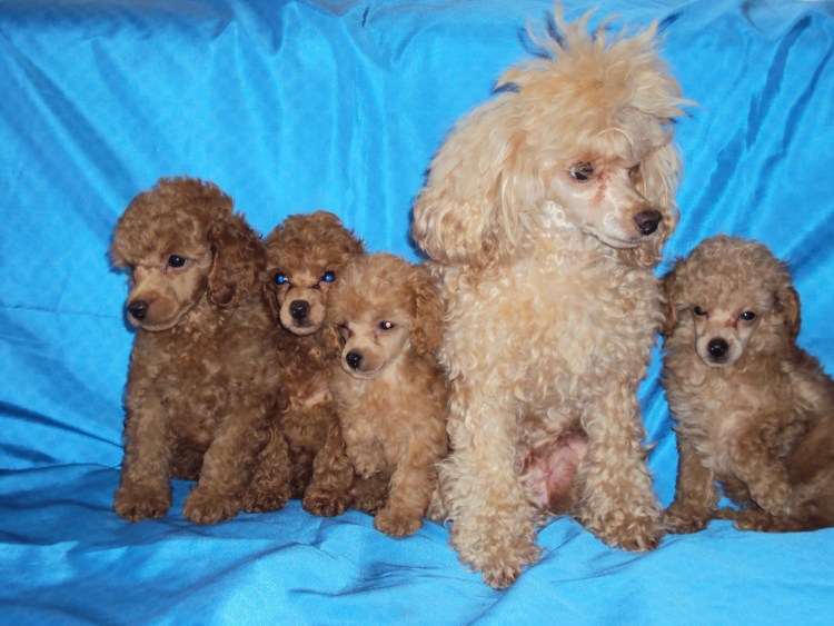 Пудель карликовый абрикосовый