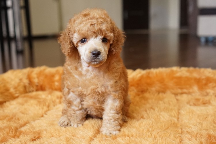 Пудель карликовый абрикосовый