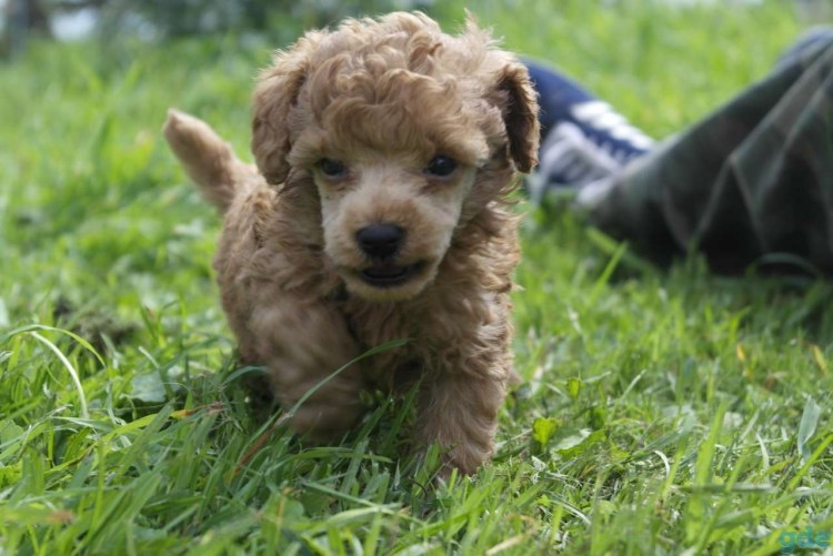 Мини мини карликовый пудель