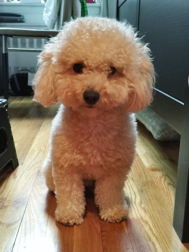 Королевский пудель мини