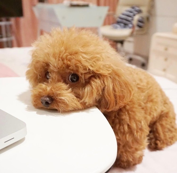 Пудель мальтипу маленький