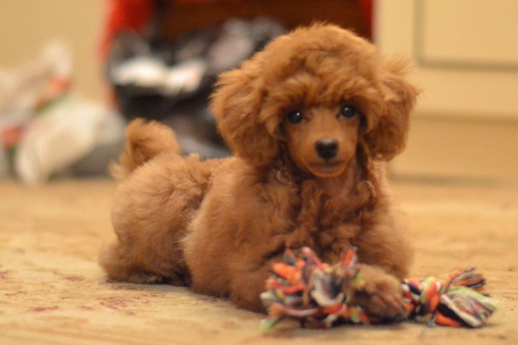 Карликовый Королевский пудель