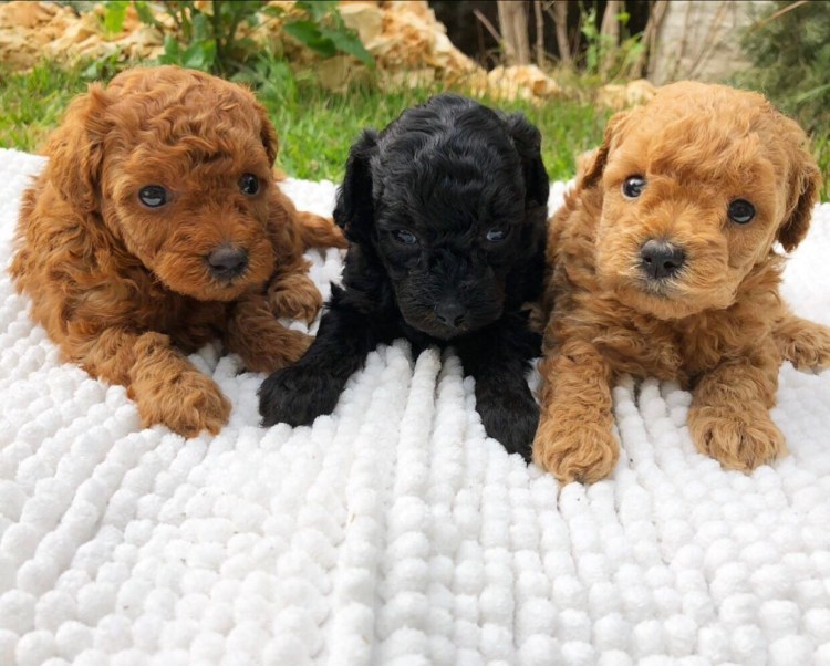 Мини пудель мальтипу