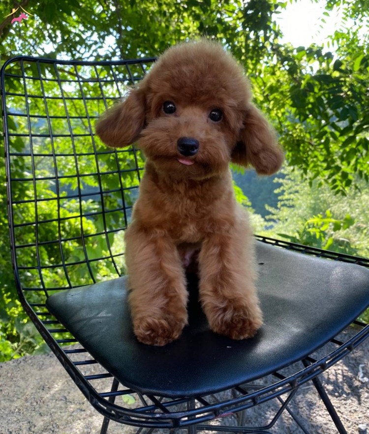 Карликовый той пудель