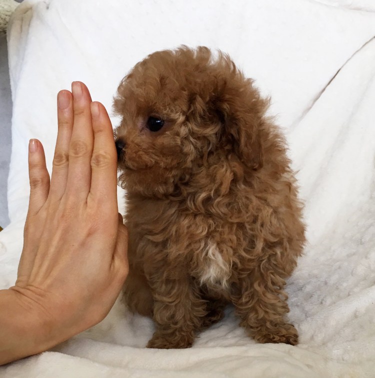 Мальтипу ред Браун