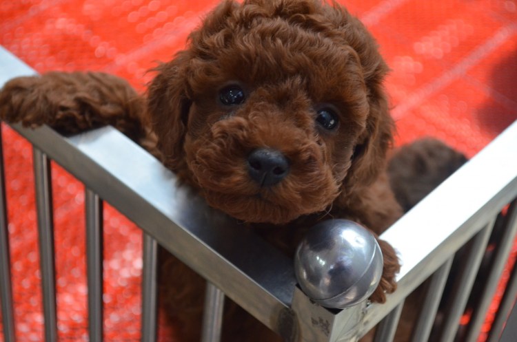 Мальтипу собака