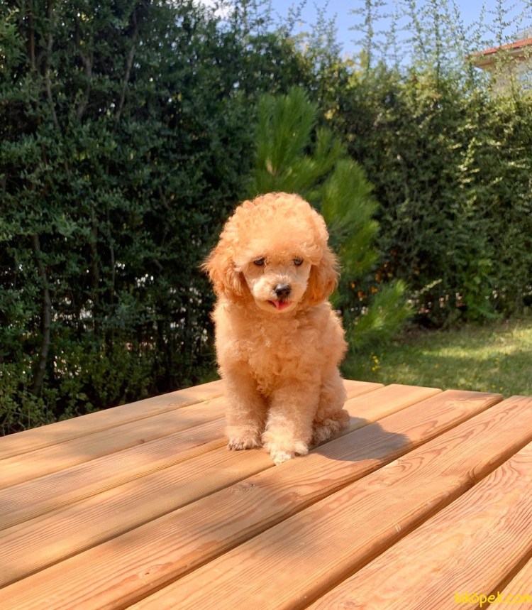 Пудель карликовый абрикосовый
