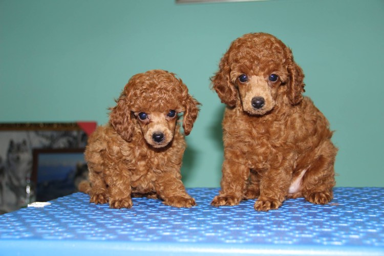 Карликовый пудель