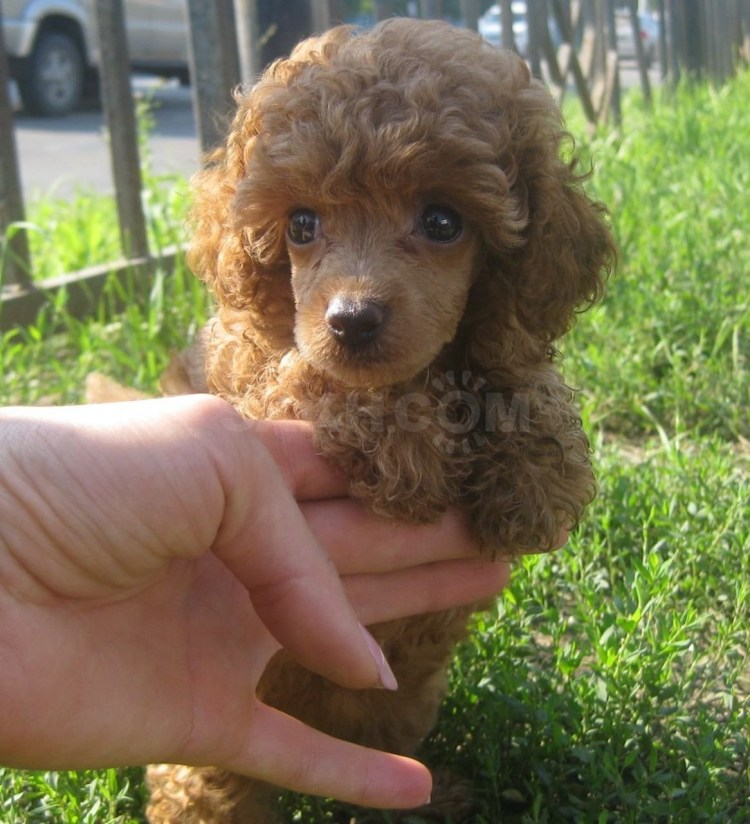 Карликовый пудель золотой