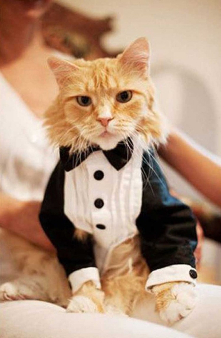 Кот в костюме арт