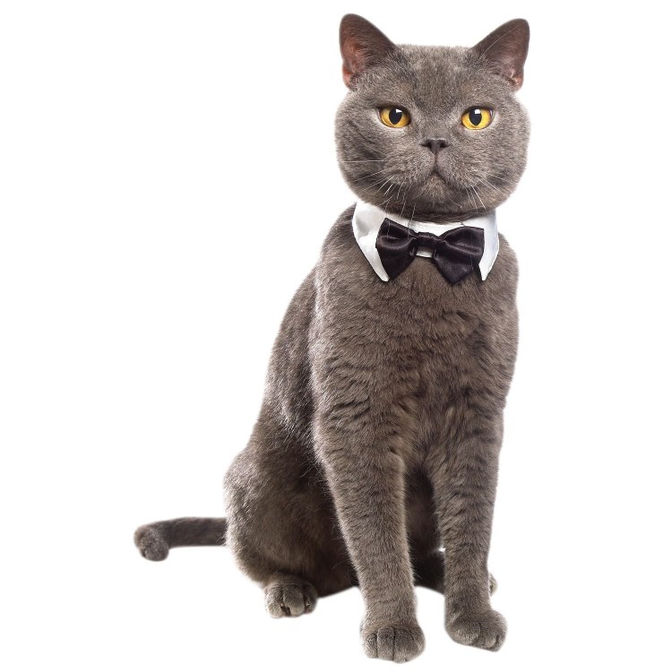 Аристократичные коты