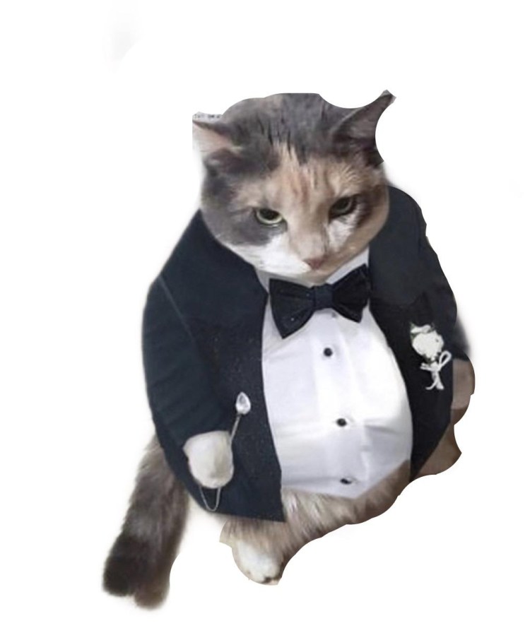 Никас Сафронов кот