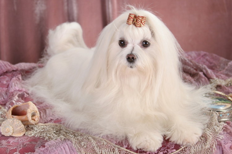 Собачка Мальтийская болонка