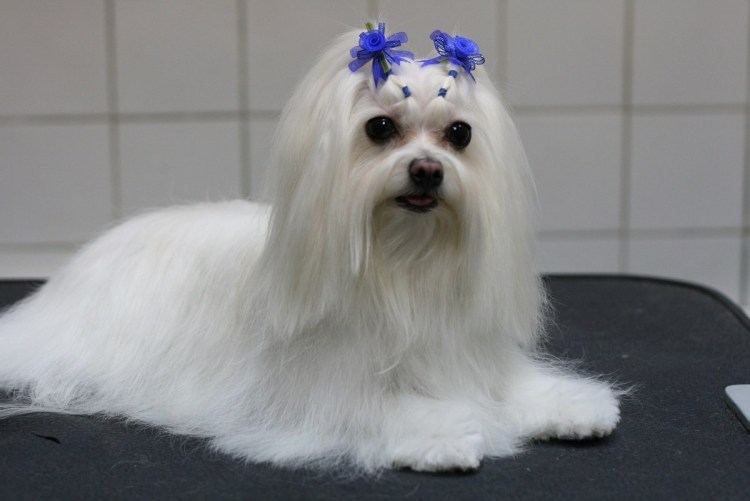 Породы собак Мальтийская болонка