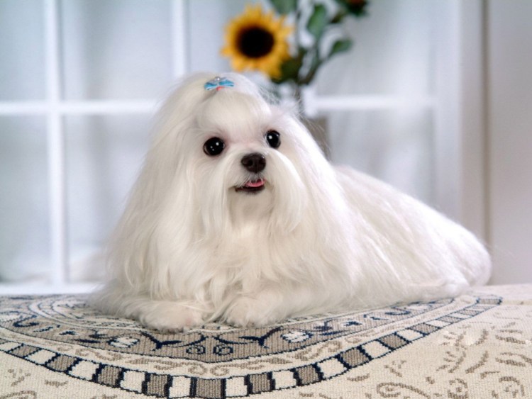 Собака Мальтийская болонка