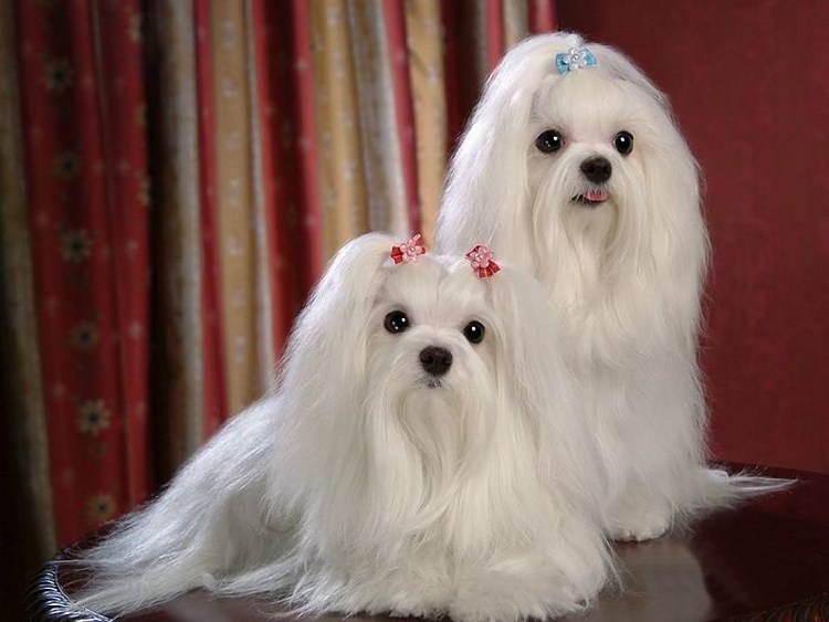 Мальтийская болонка бежевая