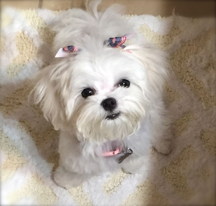 Европейская болонка