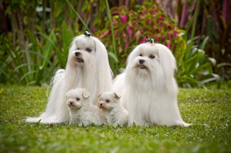 Мальтийская болонка