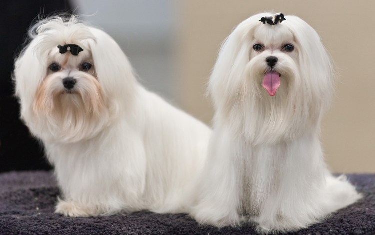 Породы собак Мальтийская болонка