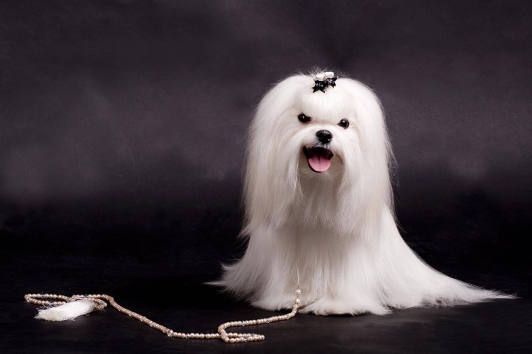 Мальтийская болонка